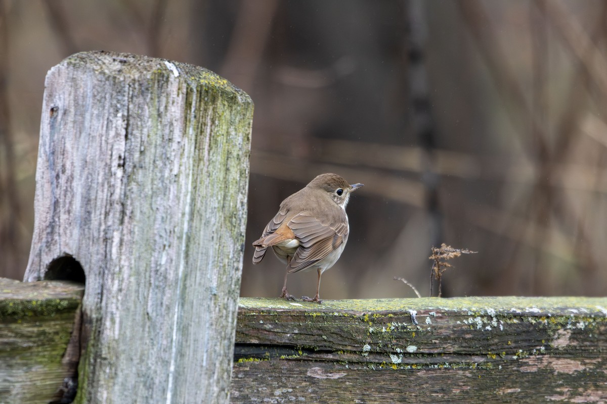 Hermit Thrush - ML634061534