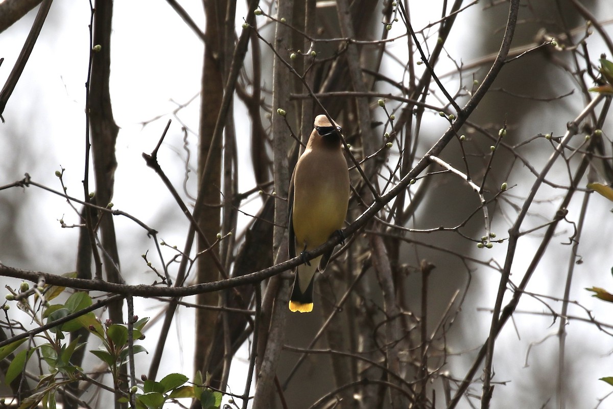 Cedar Waxwing - ML634061639