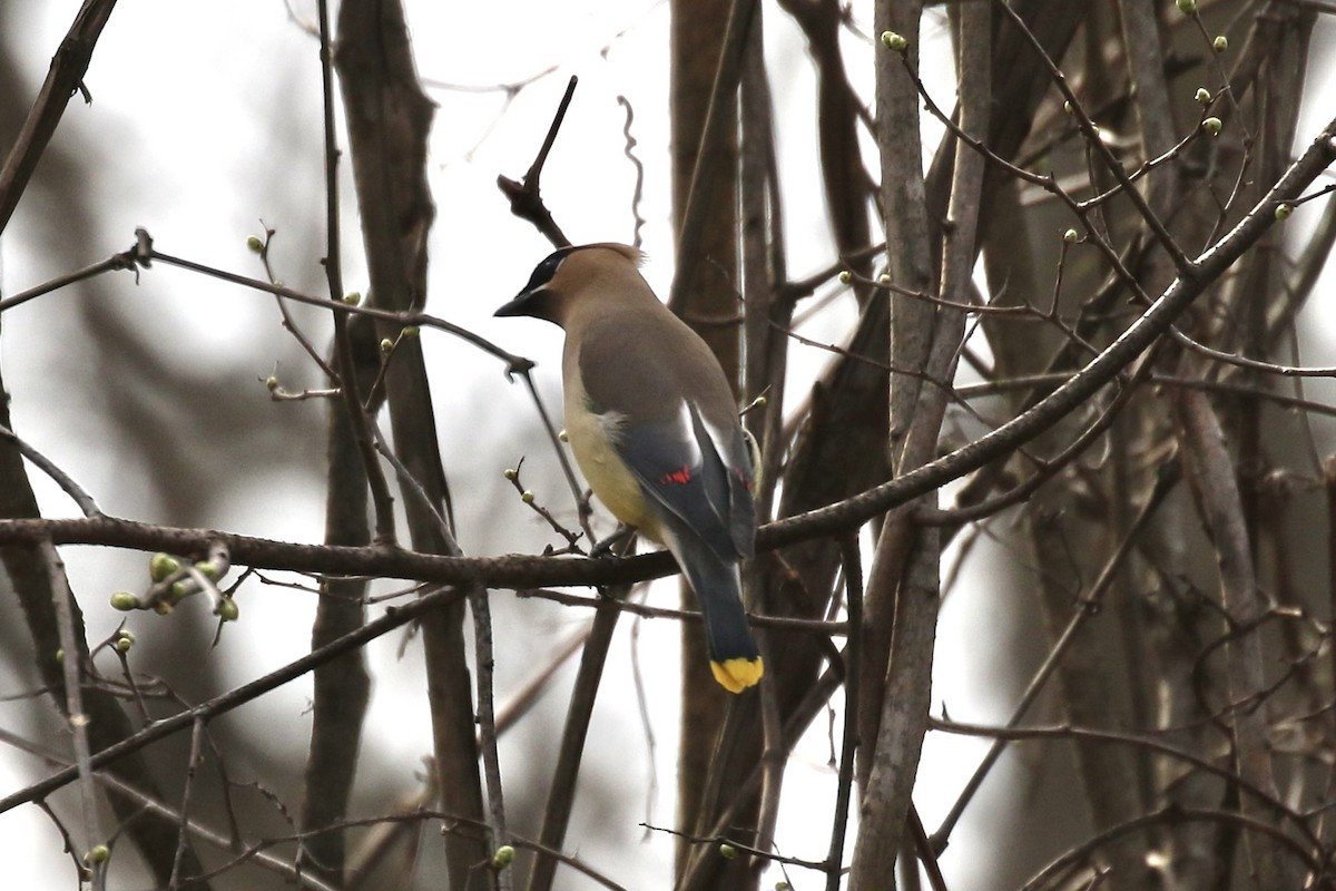 Cedar Waxwing - ML634061640