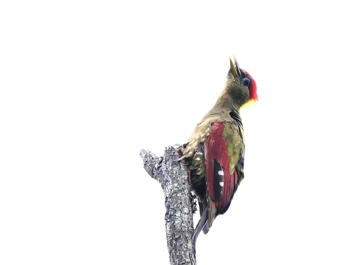 Crimson-winged Woodpecker - ML634061693