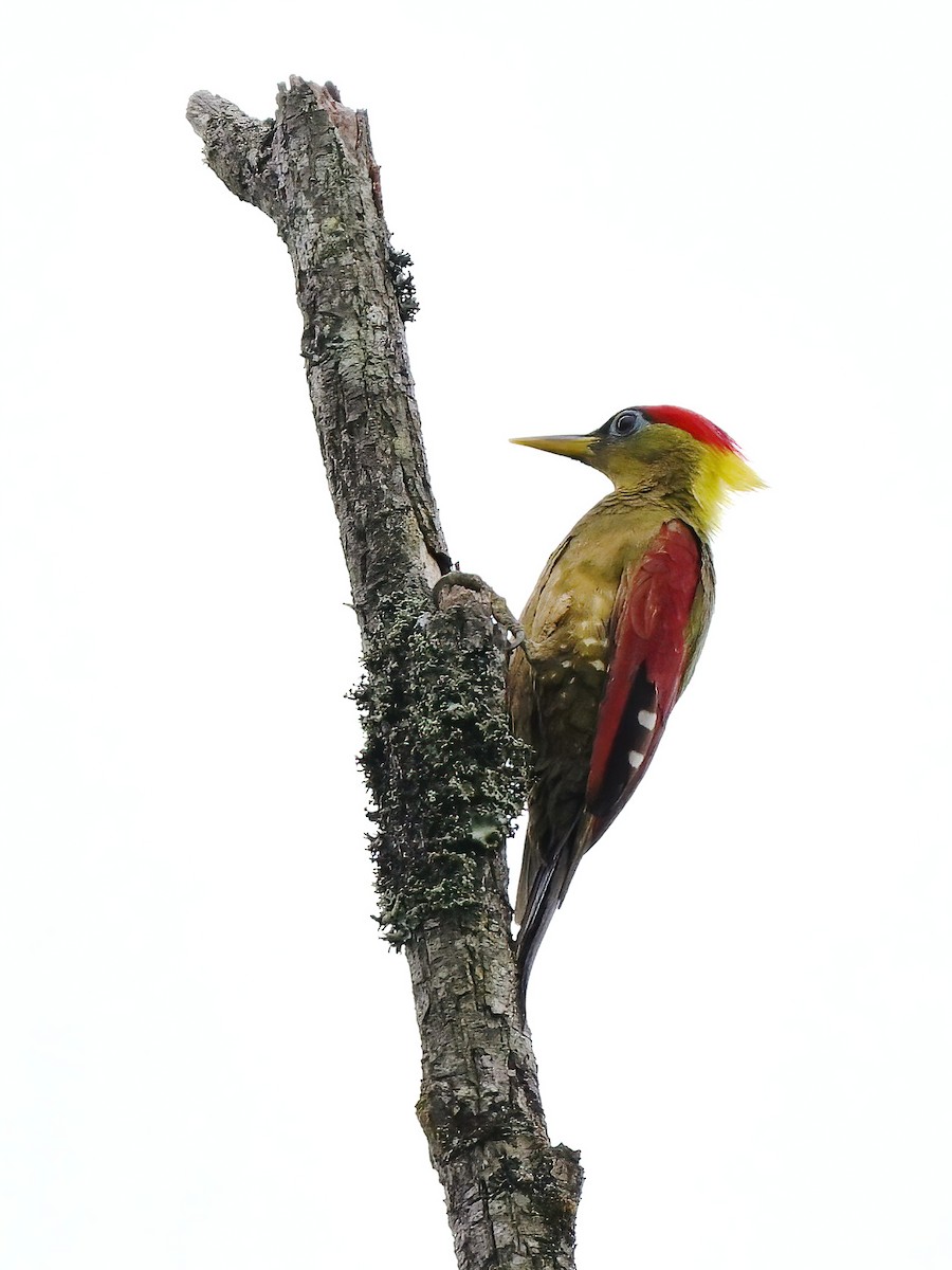 Crimson-winged Woodpecker - ML634061694