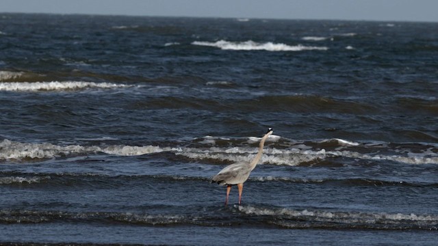 Great Blue Heron (Great Blue) - ML634061712
