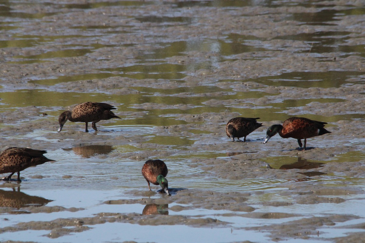 Chestnut Teal - ML634061809