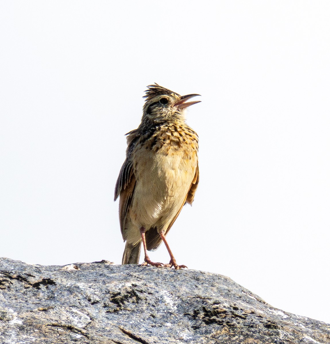 Rufous-naped Lark (Serengeti) - ML634061863
