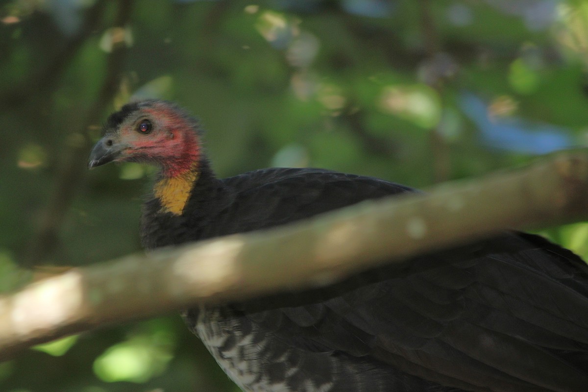Australian Brushturkey - ML634061869
