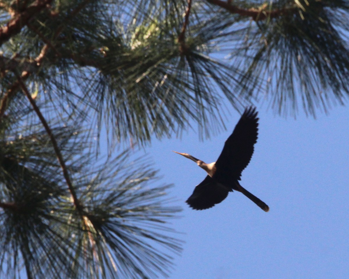 Anhinga amerikarra - ML634061878