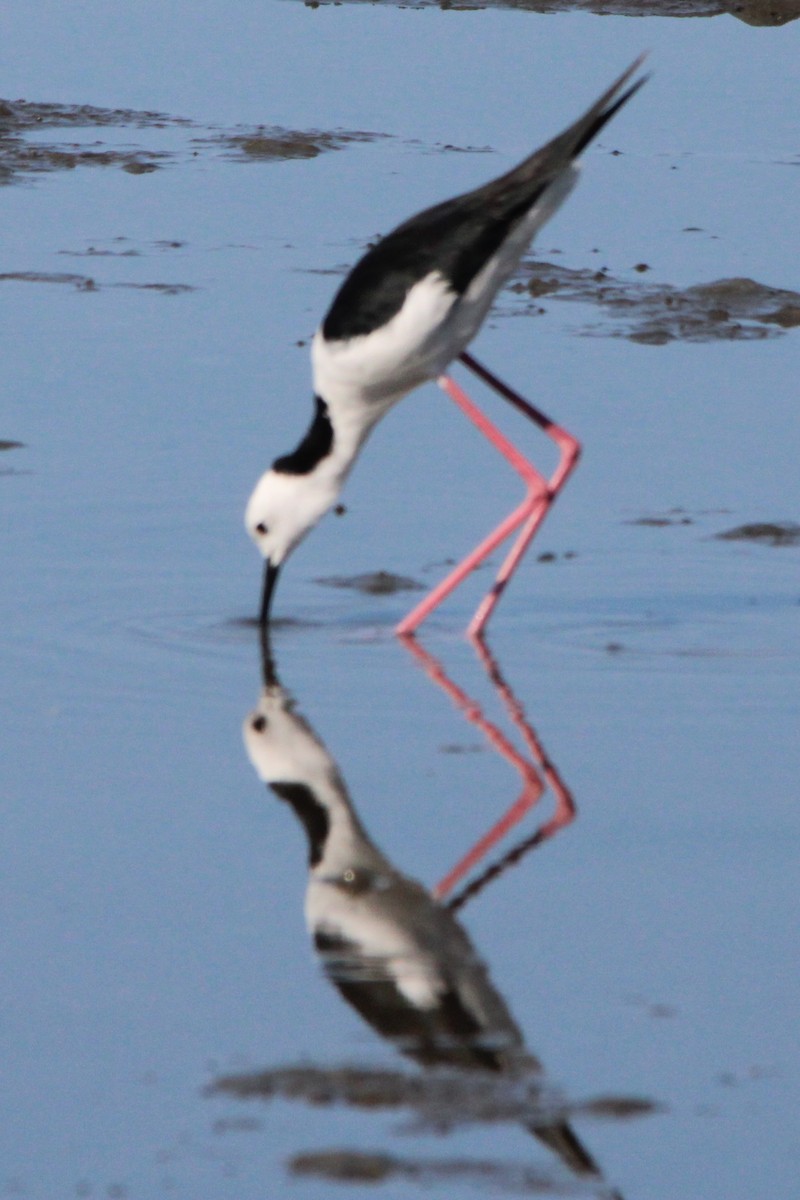 Pied Stilt - ML634061905