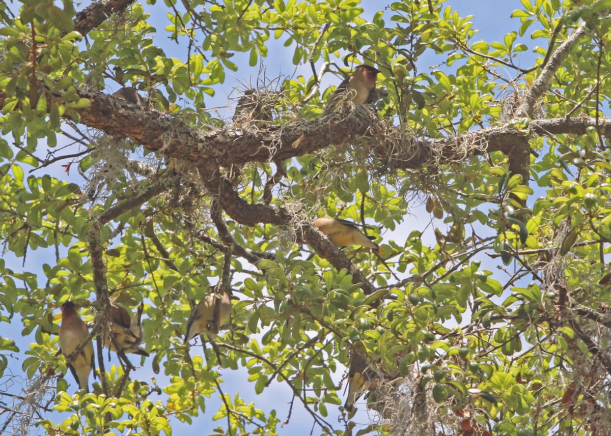 Cedar Waxwing - ML634061910