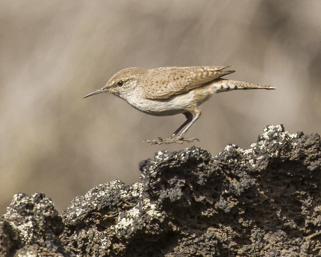 Rock Wren - ML634061920