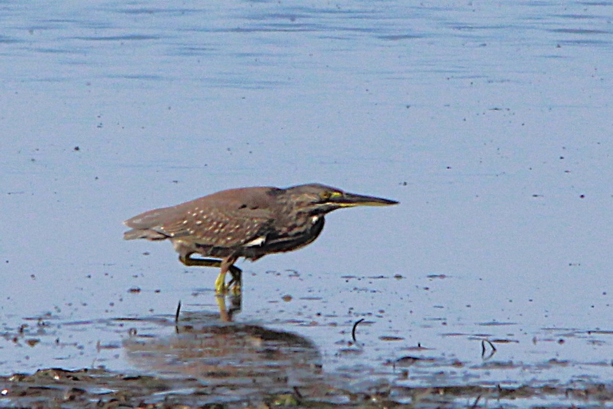 Striated Heron - ML634061943