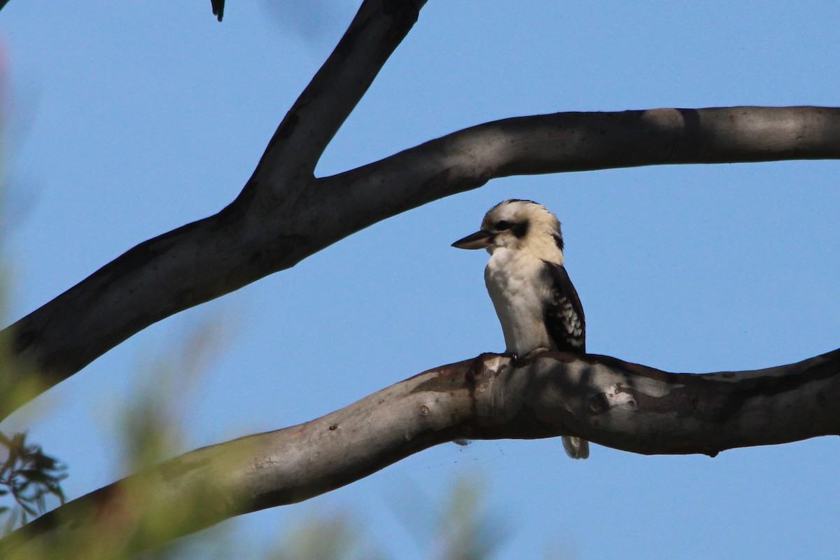 Laughing Kookaburra - ML634061967