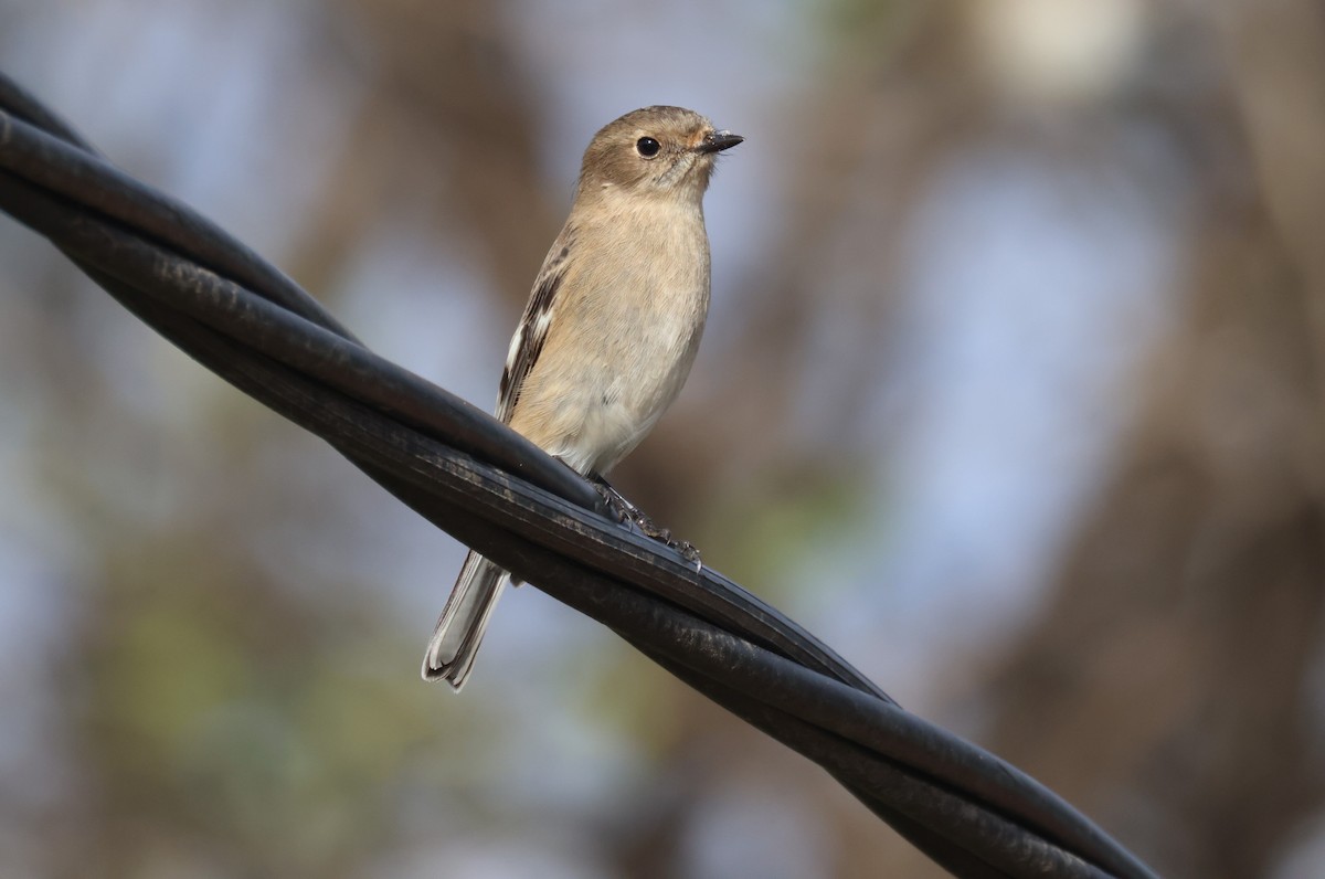 Flame Robin - ML634061980