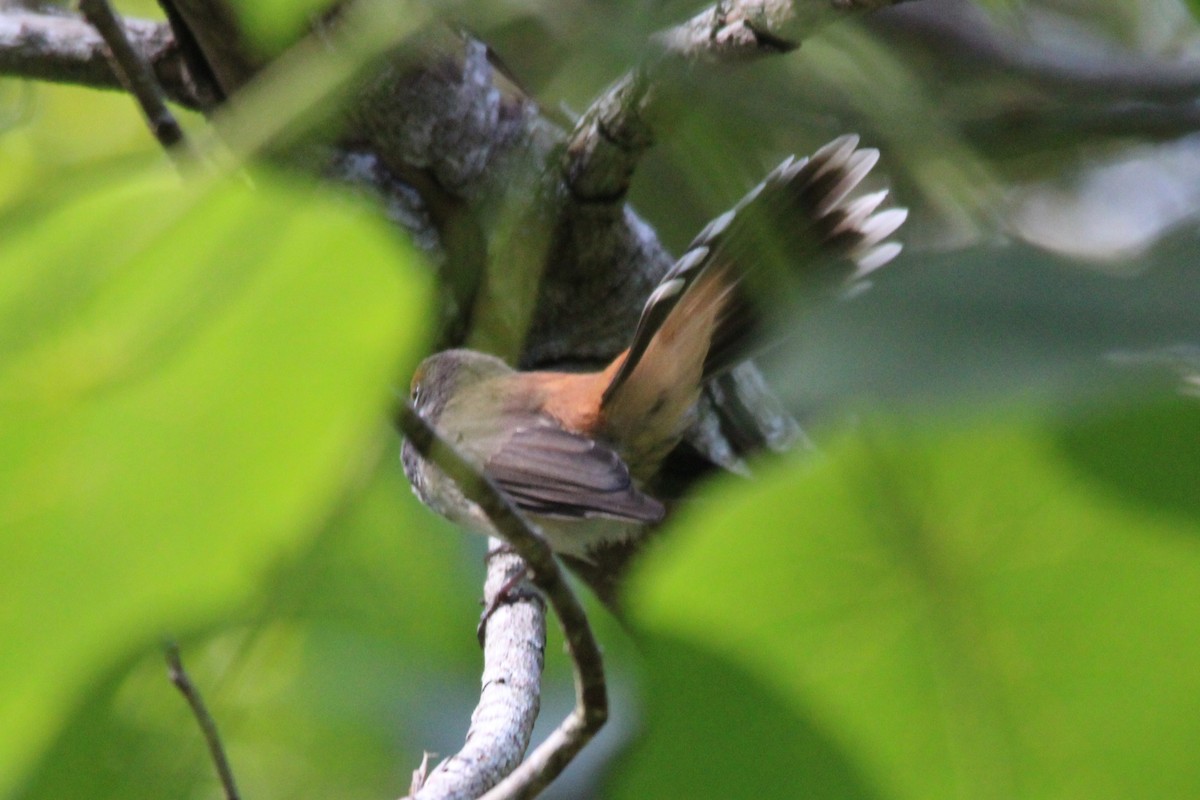 Australian Rufous Fantail - ML634062030