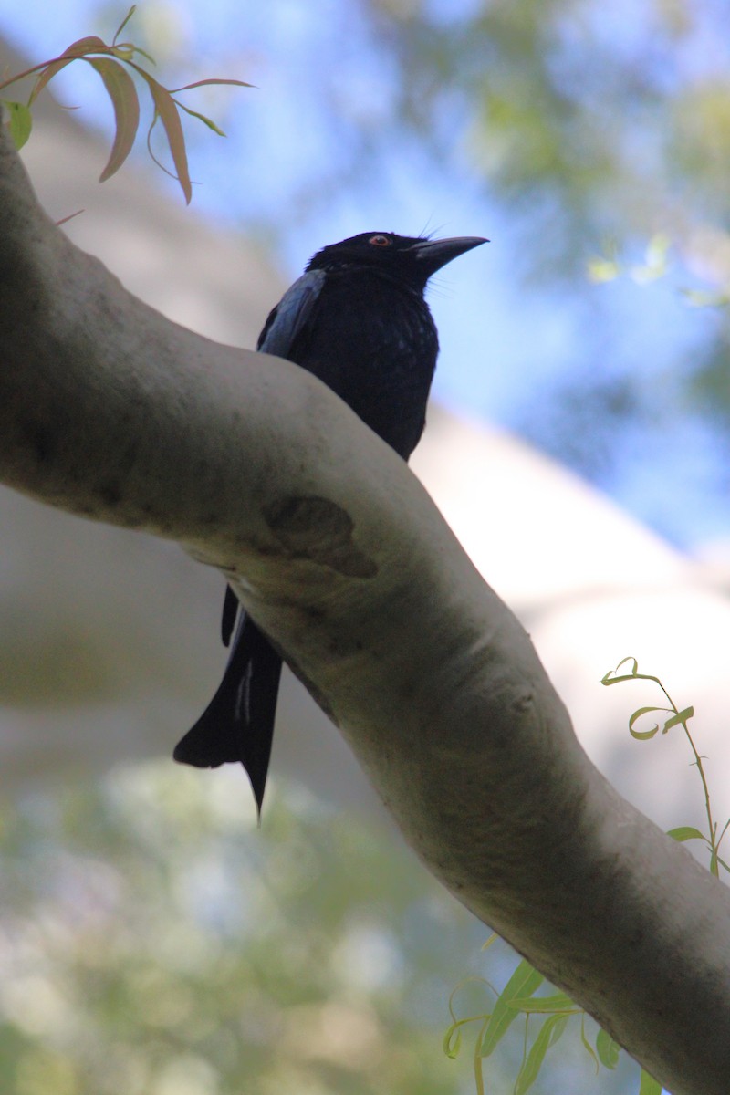 Spangled Drongo - ML634062059