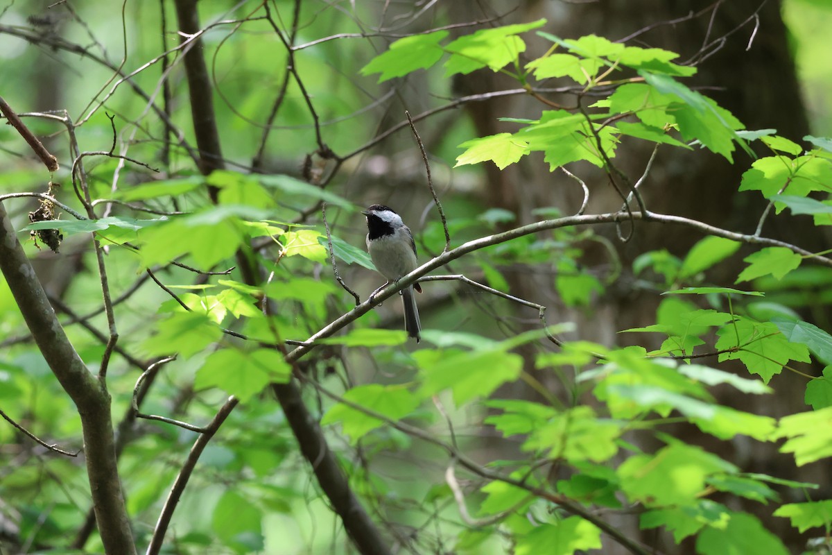 Carolina Chickadee - ML634062061