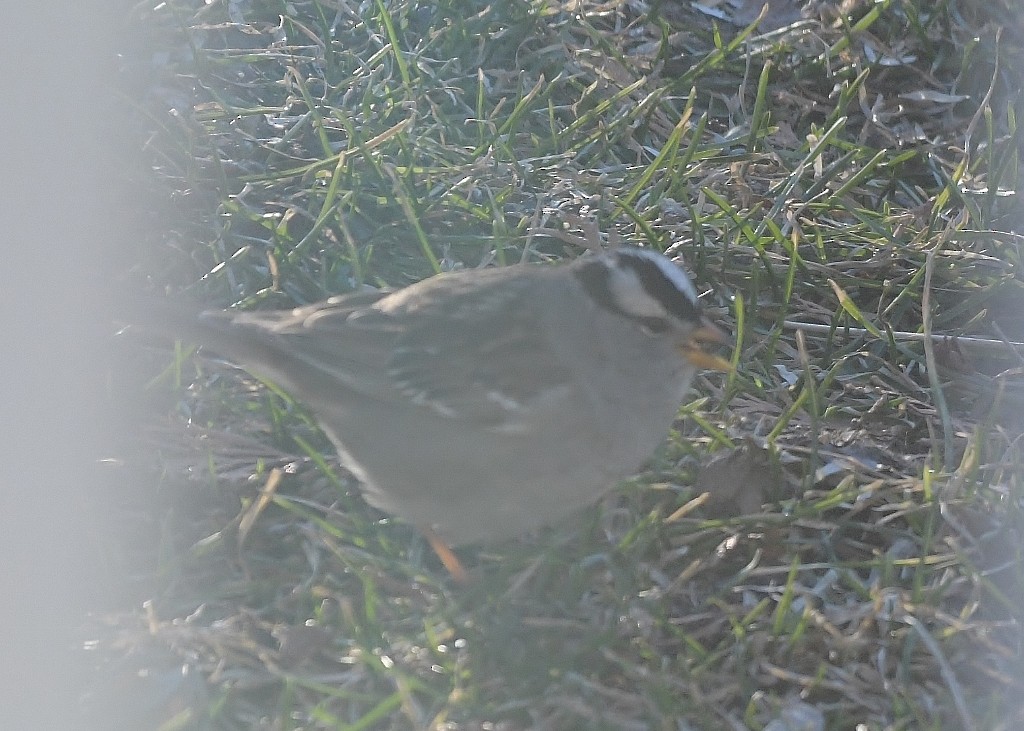 White-crowned Sparrow - ML634062067