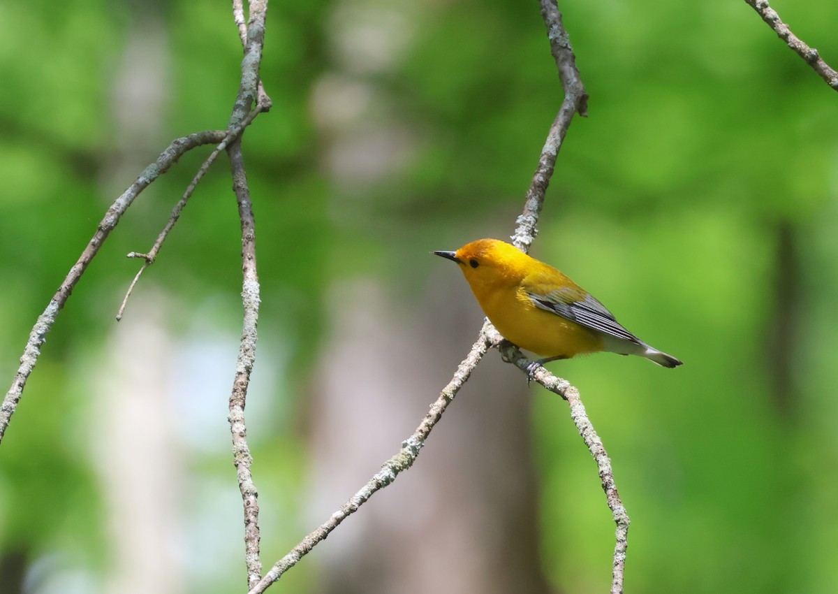 Prothonotary Warbler - ML634062078