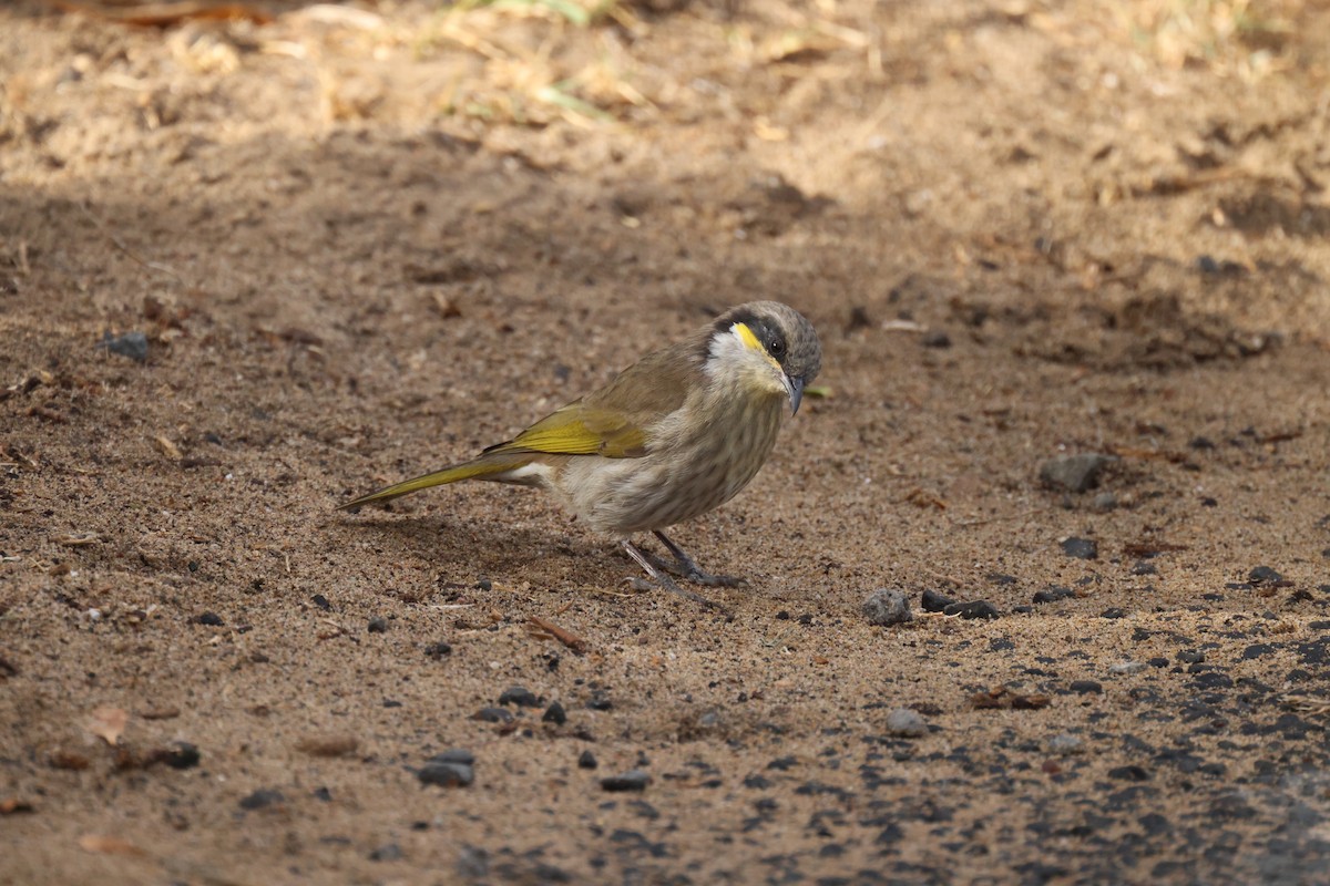 Singing Honeyeater - ML634062079