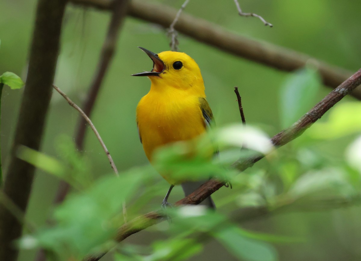 Prothonotary Warbler - ML634062108