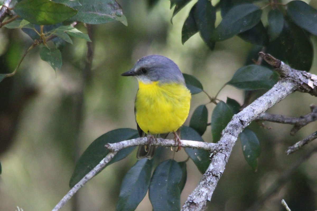 Eastern Yellow Robin - ML634062109