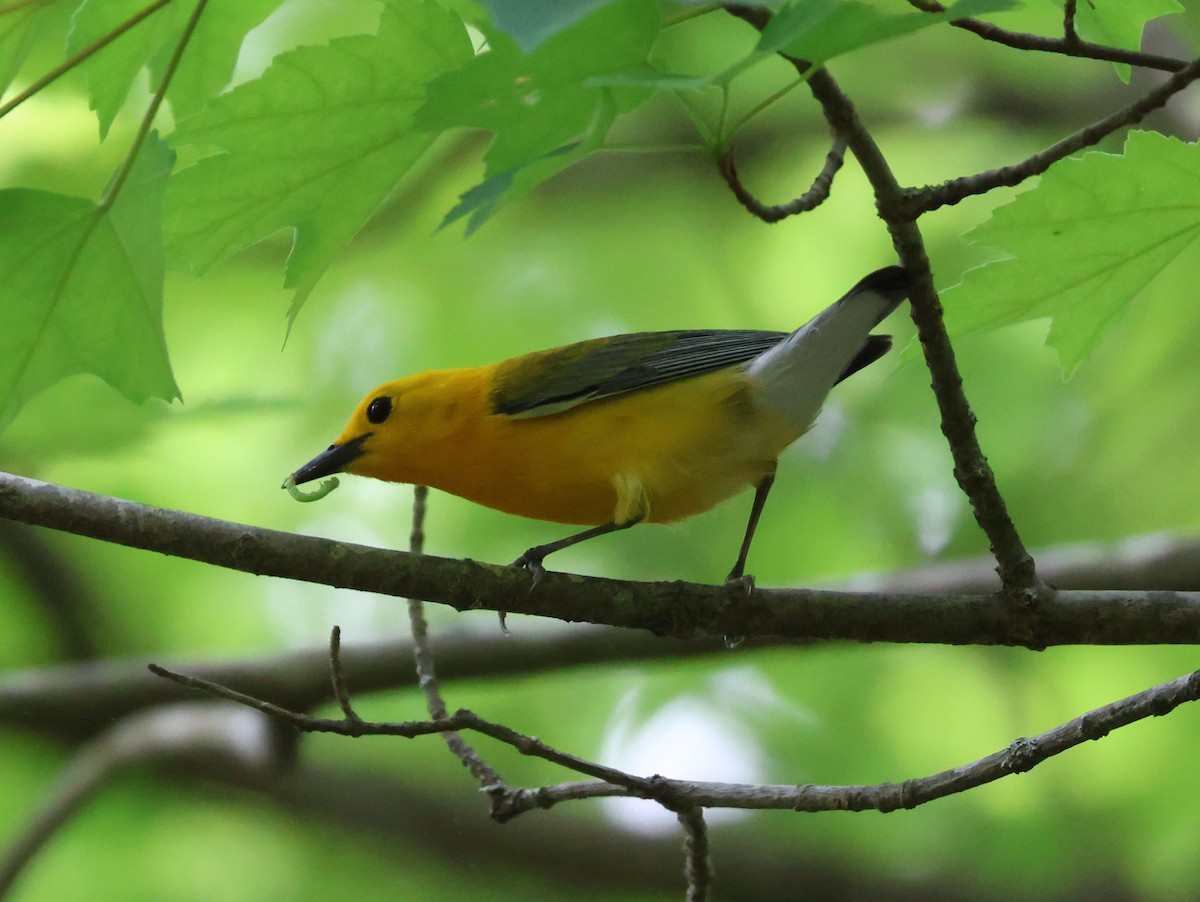Prothonotary Warbler - ML634062114