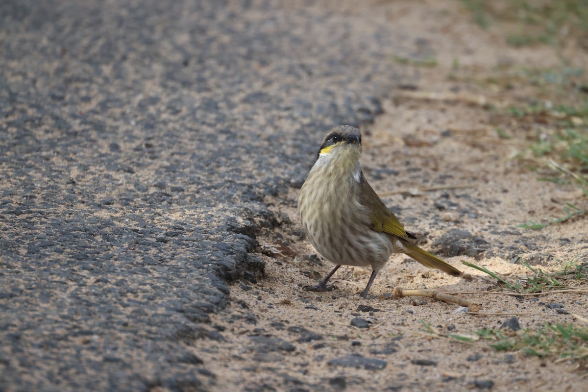 Singing Honeyeater - ML634062123