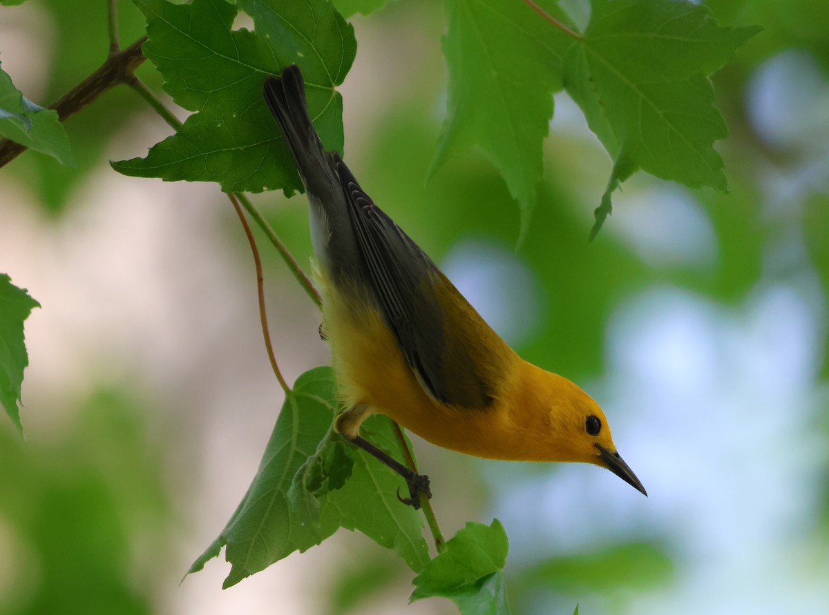 Prothonotary Warbler - ML634062137