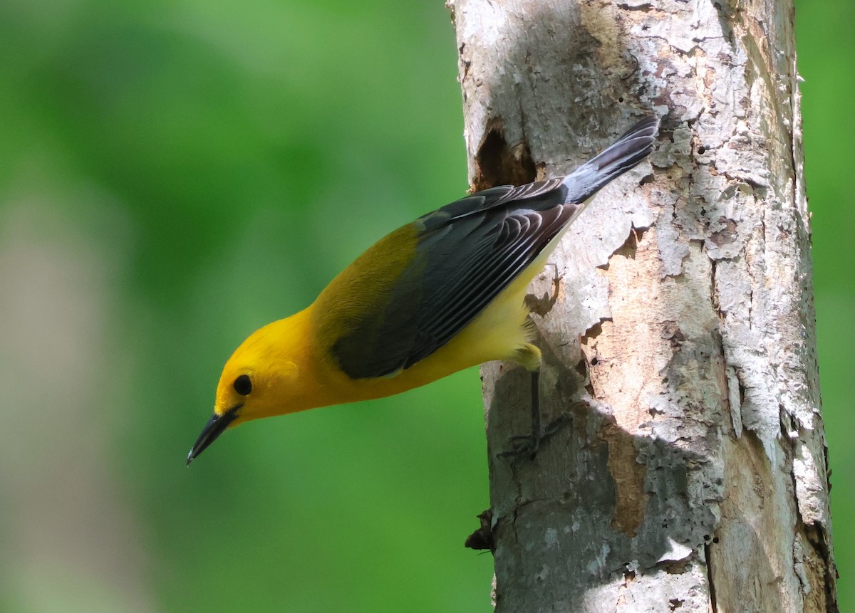 Prothonotary Warbler - ML634062146