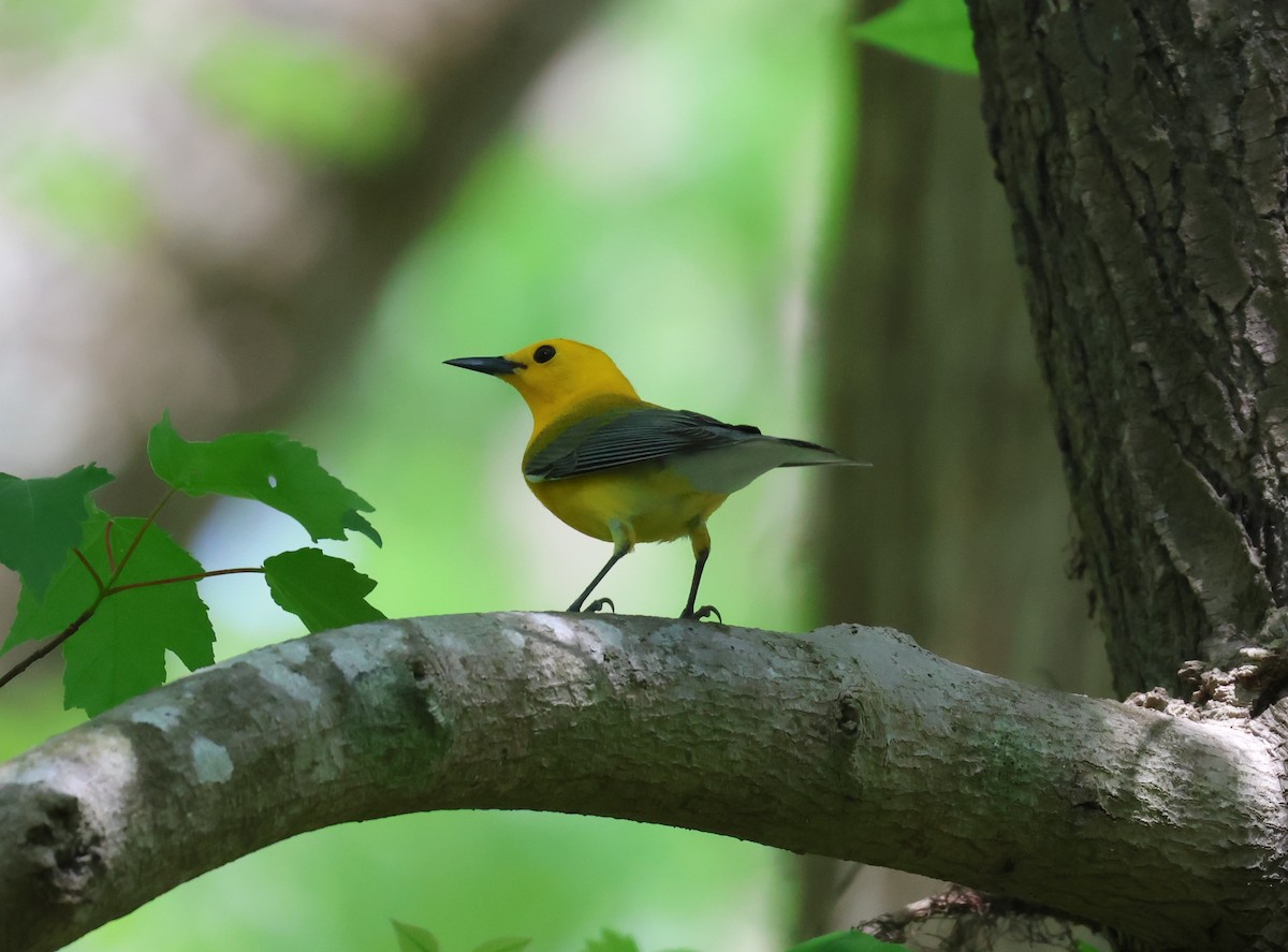 Prothonotary Warbler - ML634062156