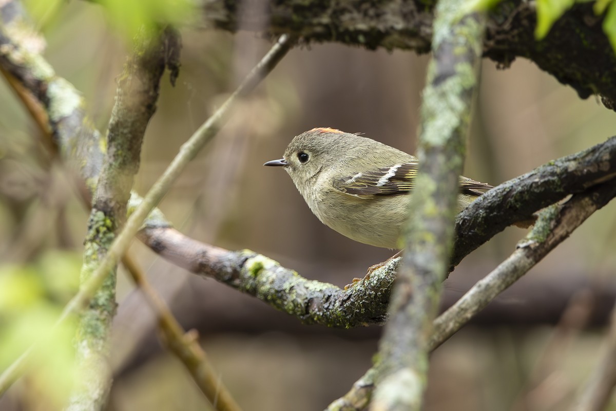 Ruby-crowned Kinglet - ML634062187