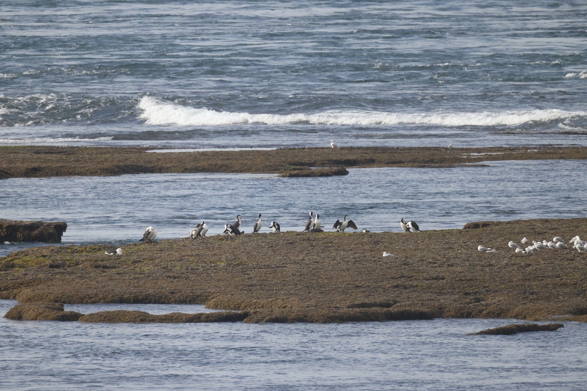Black-faced Cormorant - ML634062193
