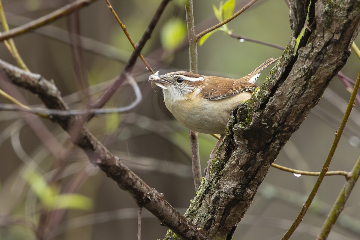 Carolina Wren - ML634062201