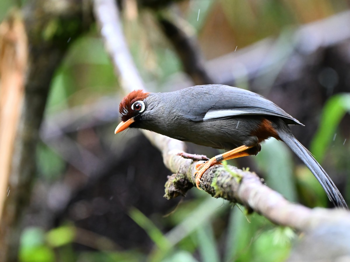 Chestnut-capped Laughingthrush - ML634062207