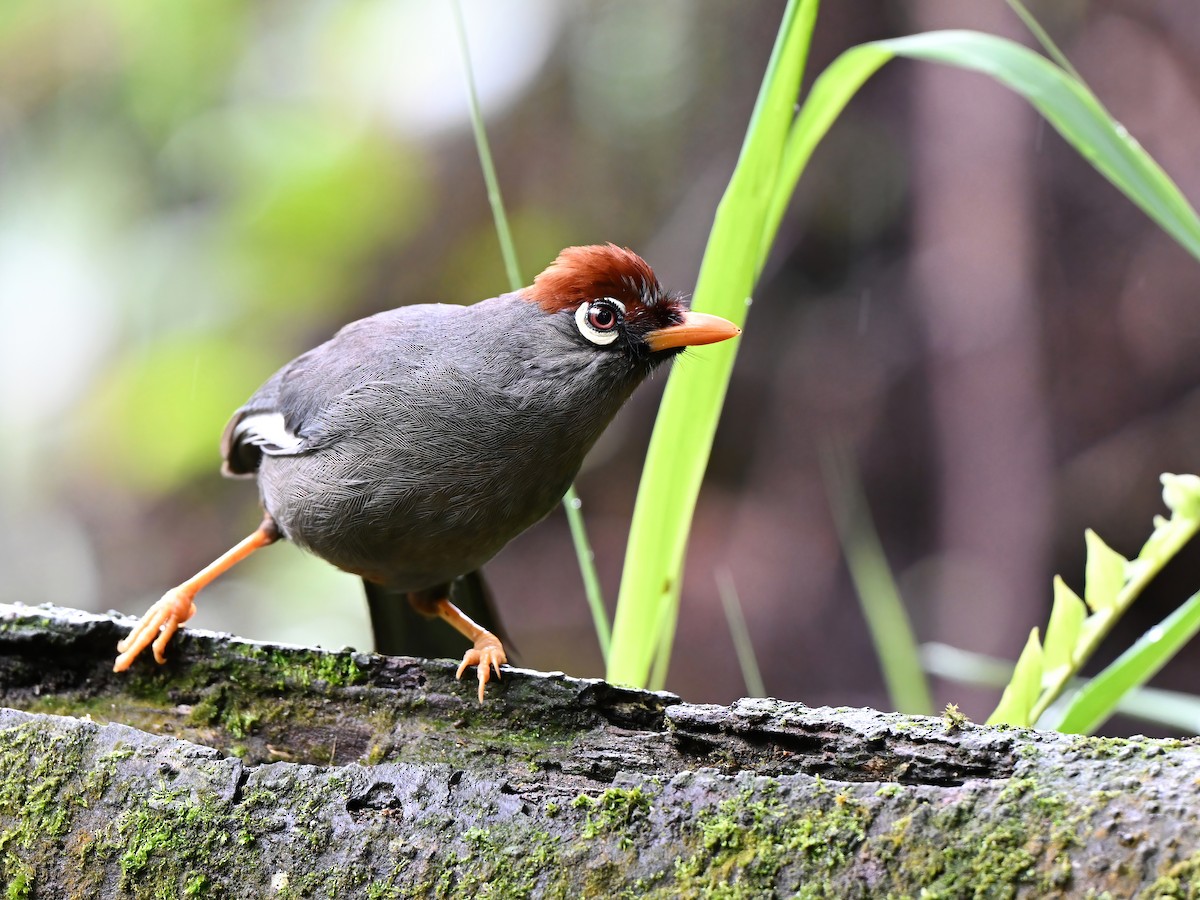 Chestnut-capped Laughingthrush - ML634062208
