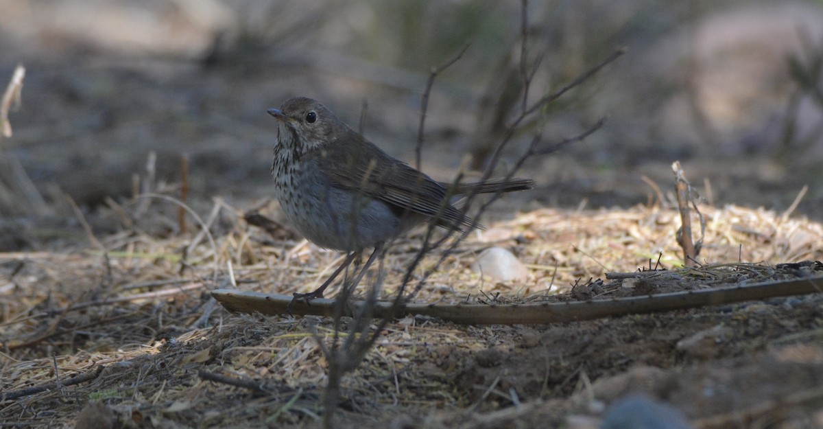 Hermit Thrush - ML634062355