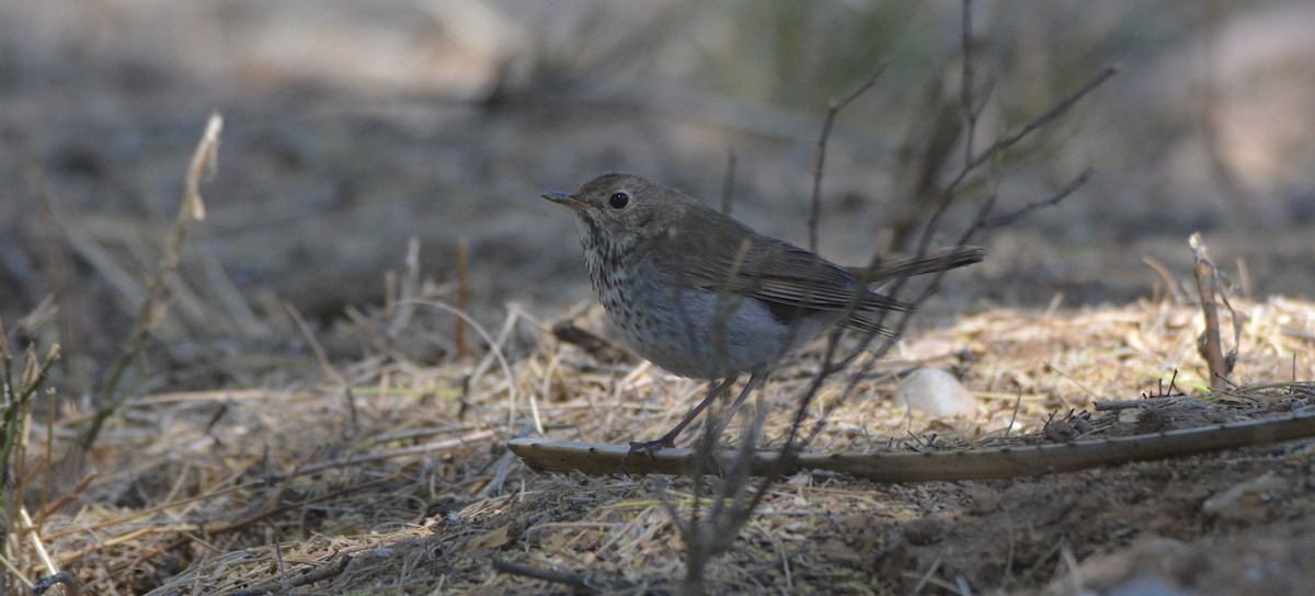 Hermit Thrush - ML634062356