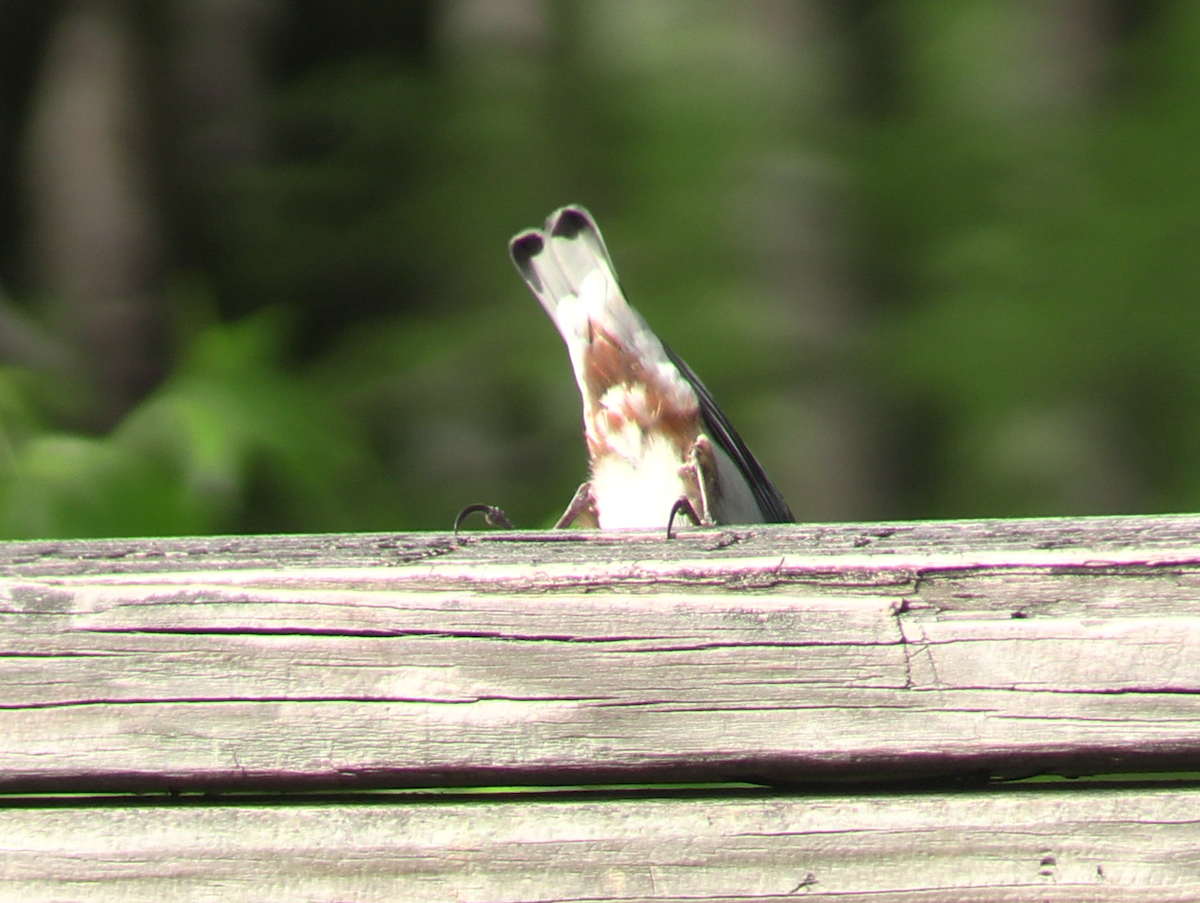 Weißbrustkleiber - ML634062379