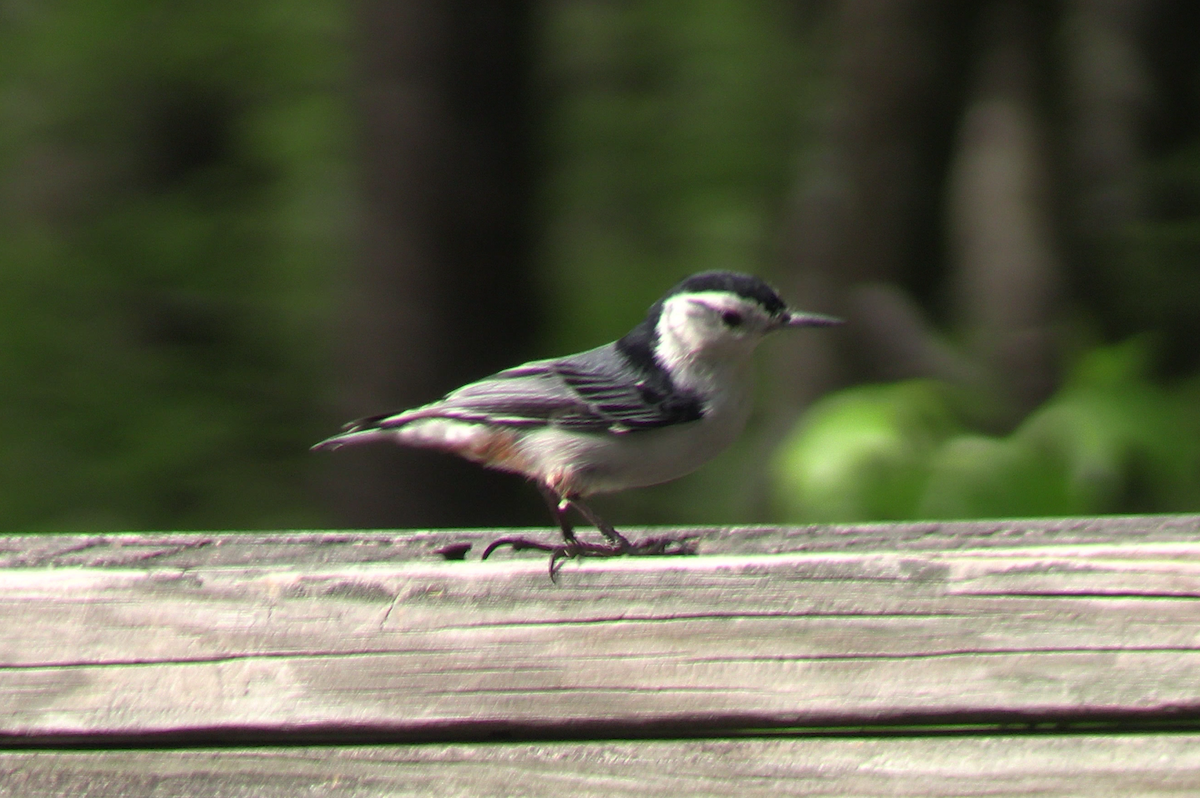 Weißbrustkleiber - ML634062380