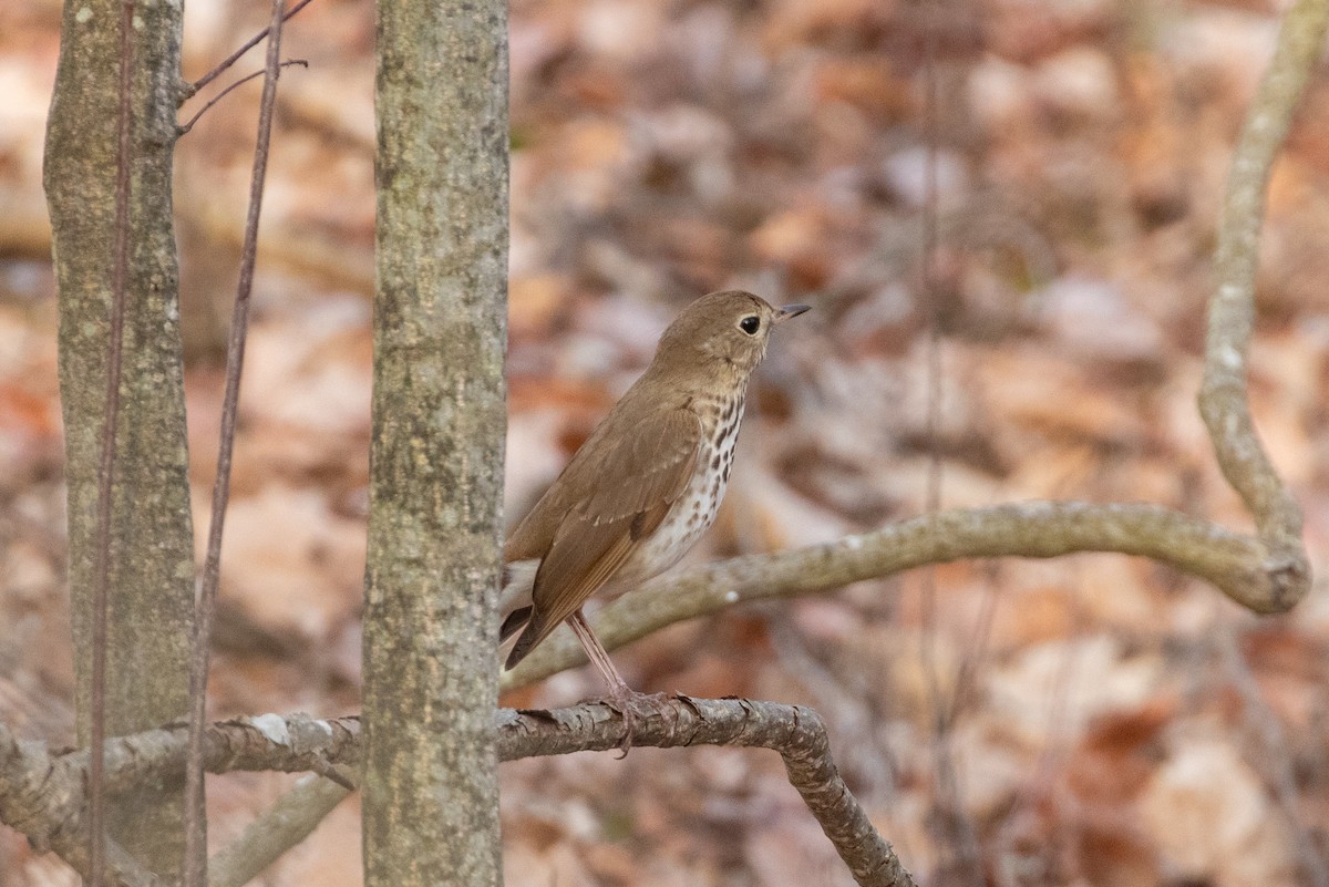 Hermit Thrush - ML634062398