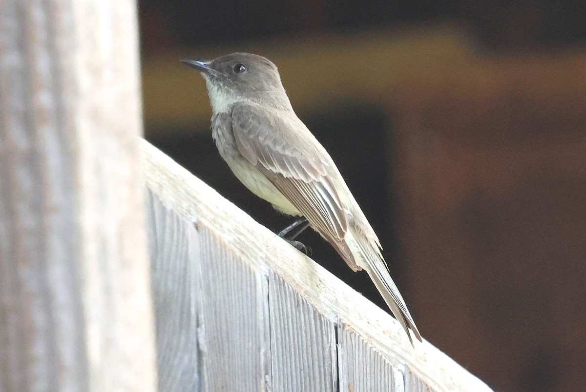 Eastern Phoebe - ML634062410