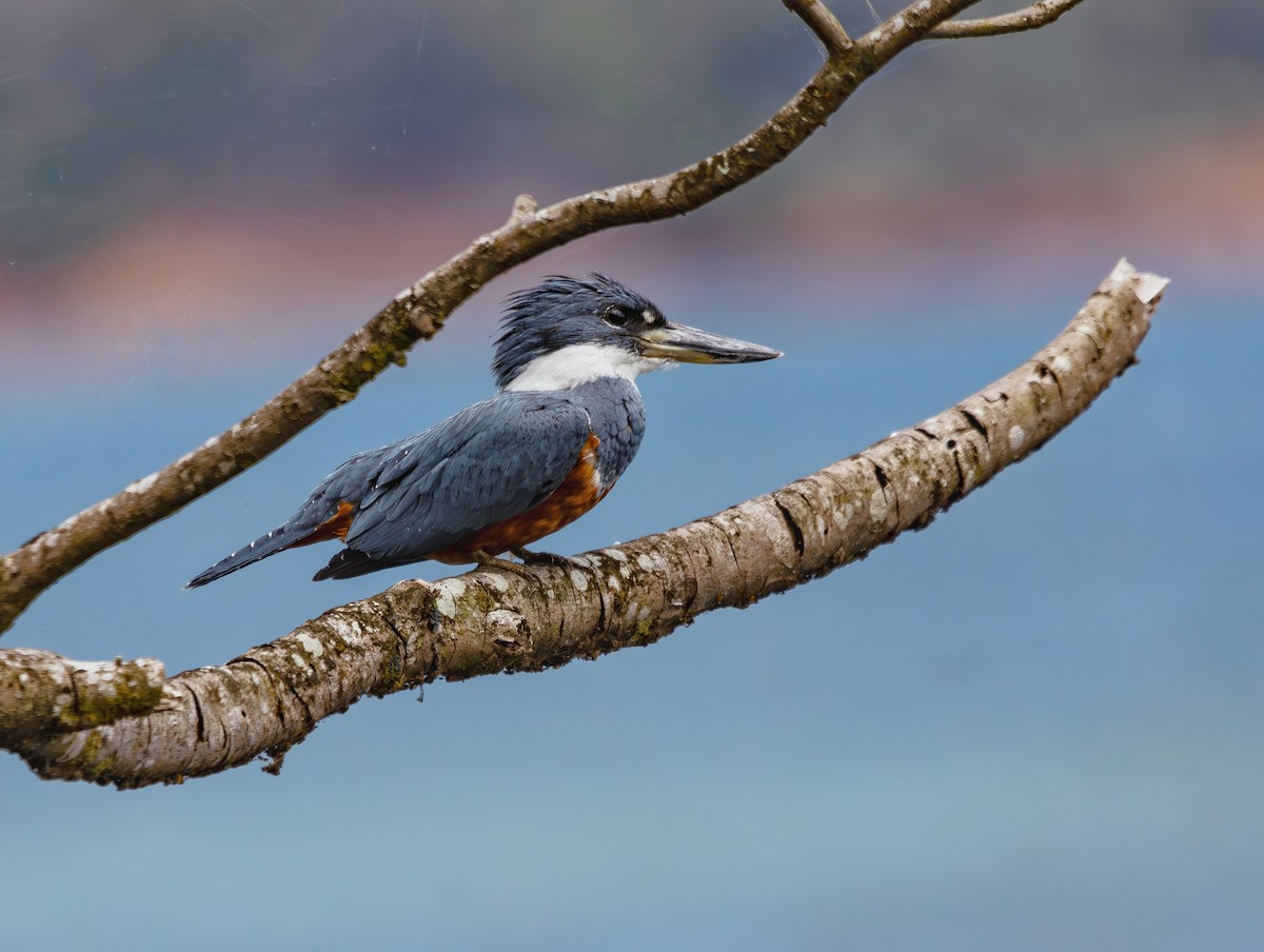 Ringed Kingfisher - ML634062479