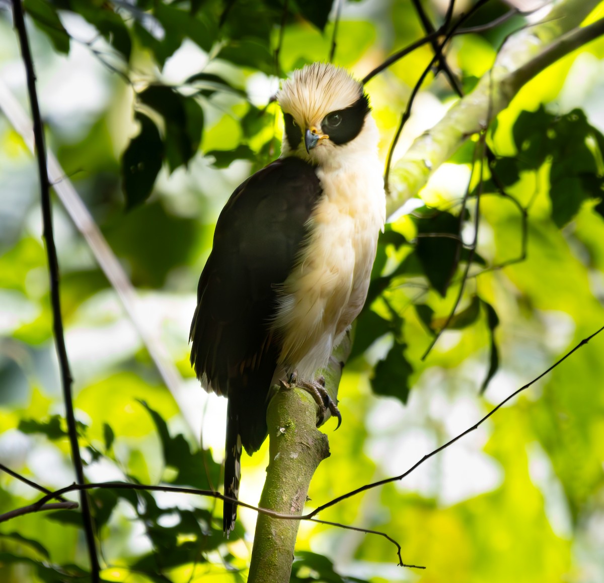 Laughing Falcon - ML634062508