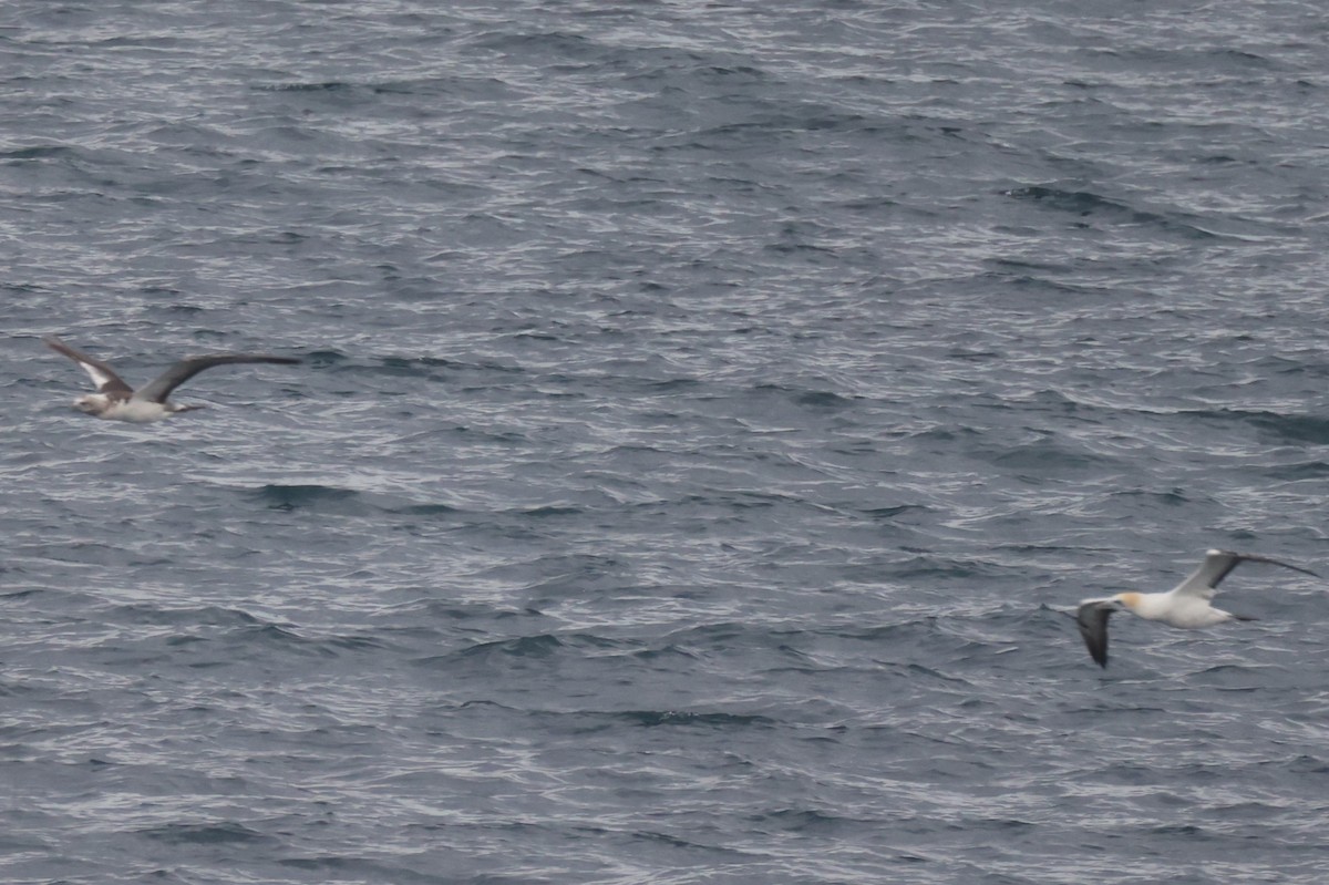 Australasian Gannet - ML634062543