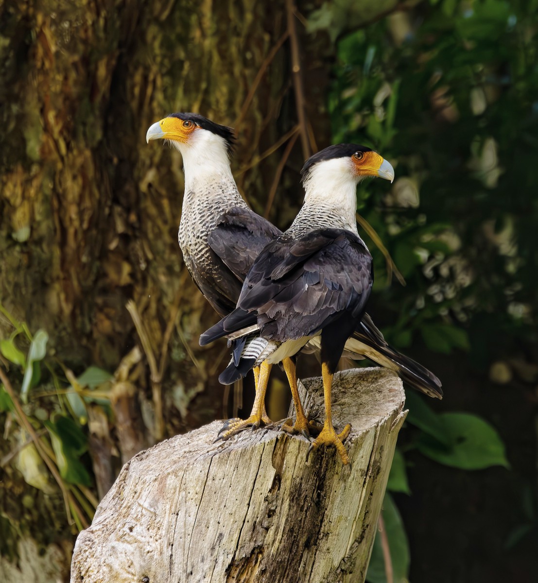 Crested Caracara - ML634062546