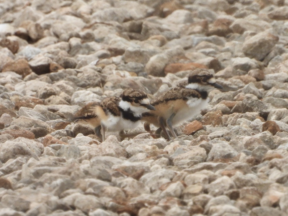 Killdeer - ML634062596