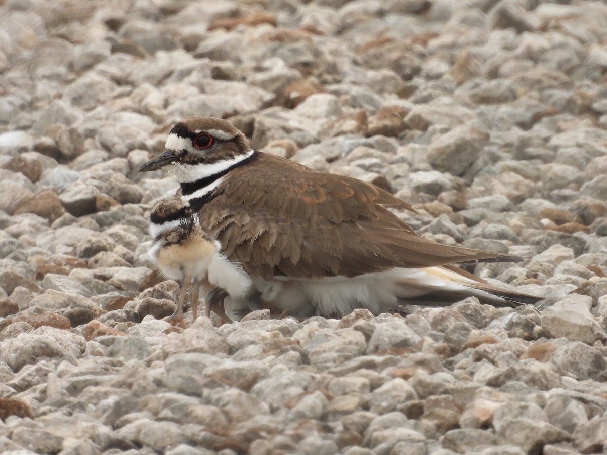 Killdeer - ML634062597