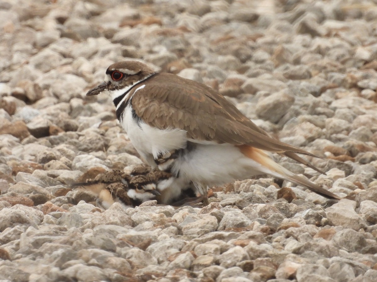 Killdeer - ML634062598