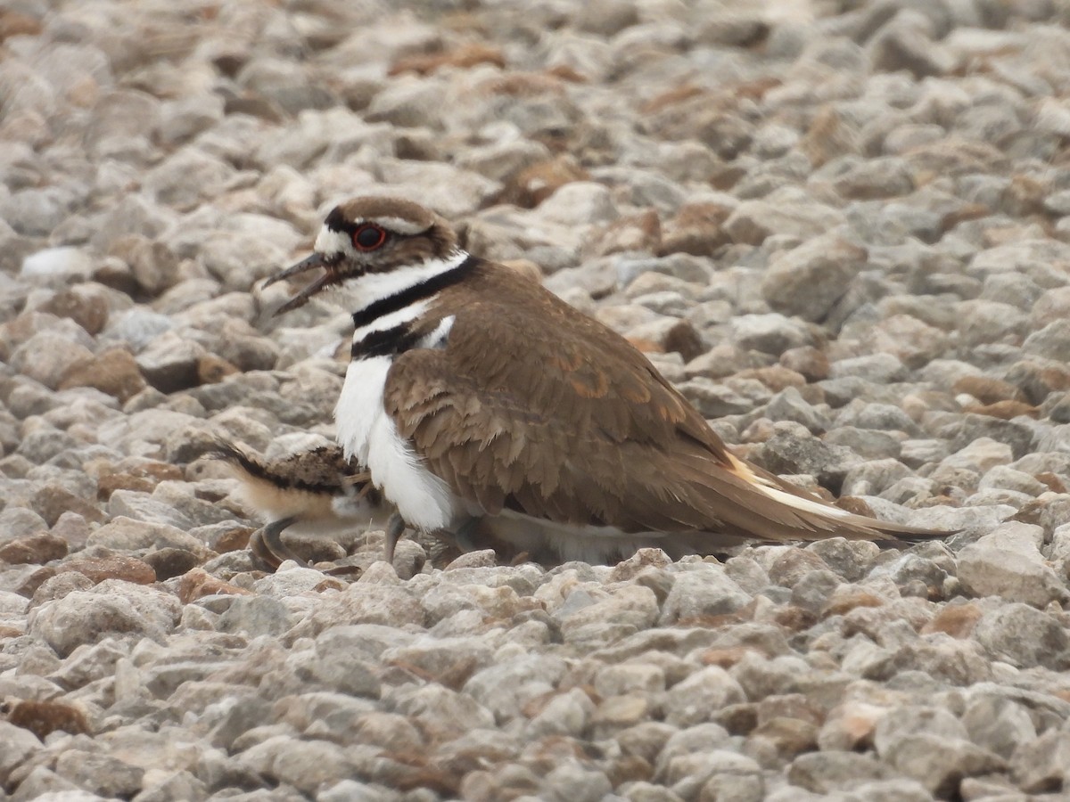 Killdeer - ML634062599