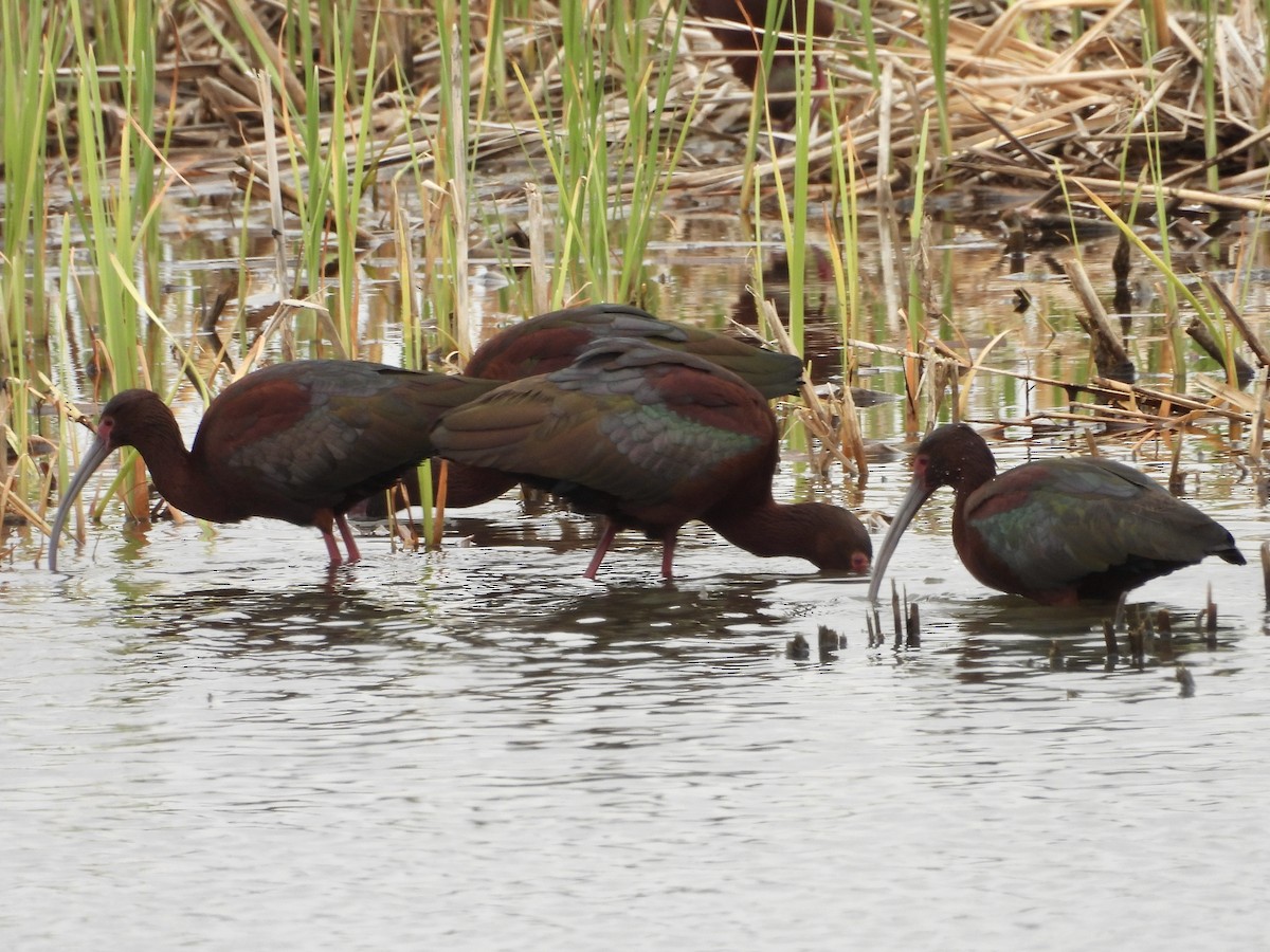 White-faced Ibis - ML634062626