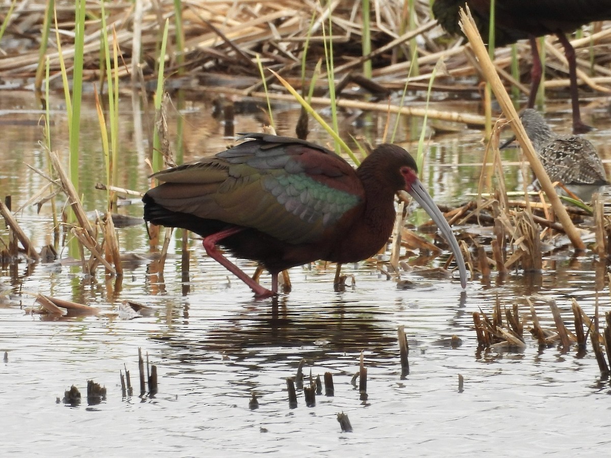 White-faced Ibis - ML634062641